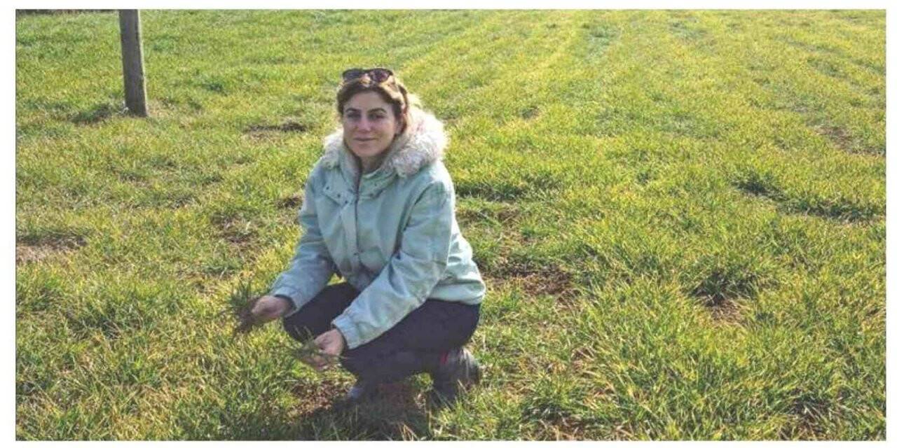 Müdür Özçalık: “Hububatta üst gübrelemeyi iki defada yapmayı öneriyoruz”