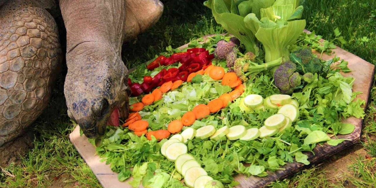 Devasa kaplumbağaya 102. yaş sürprizi