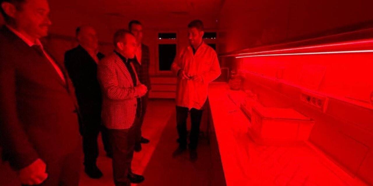 Seraların doğal işçisi bombus arısı, Ordu’da üretiliyor