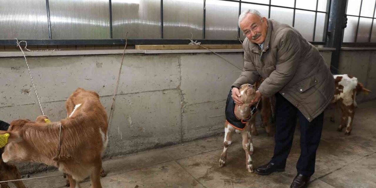 Ordu’da çiftçilere 300 inek dağıtıldı