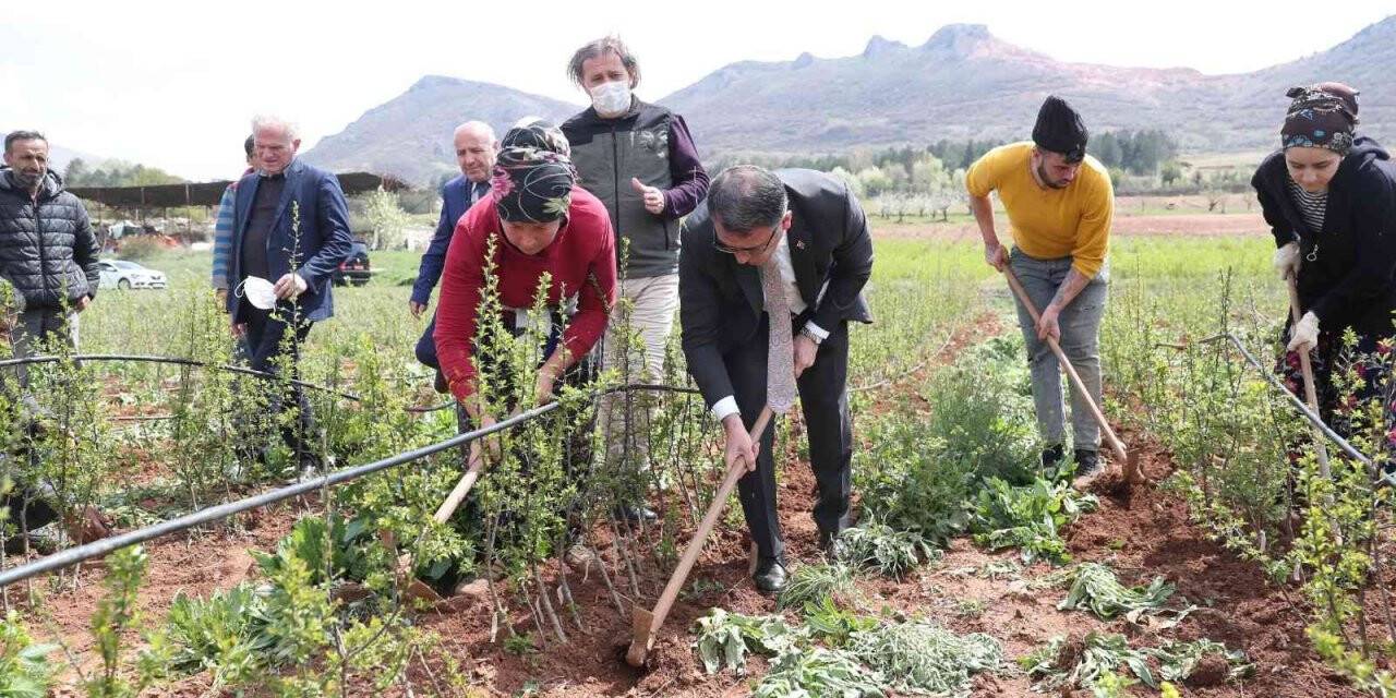 Vali Balcı tarla sürüp, çapa yaptı