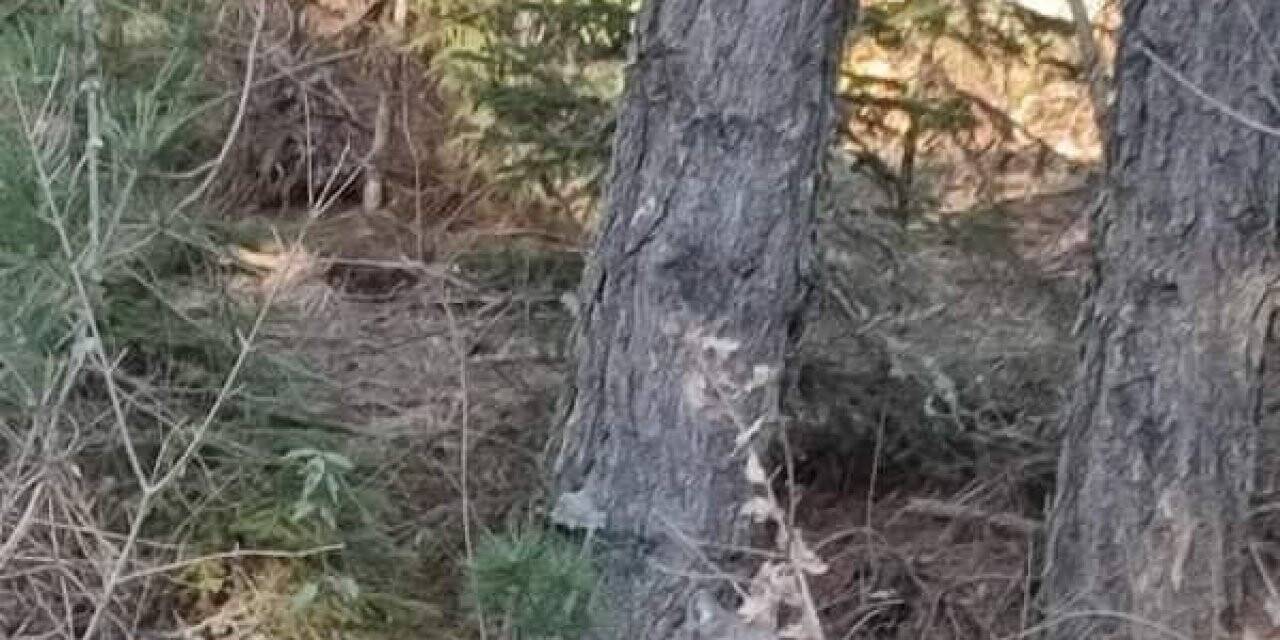 Nesli tükenmekte olan vaşak böyle görüntülendi