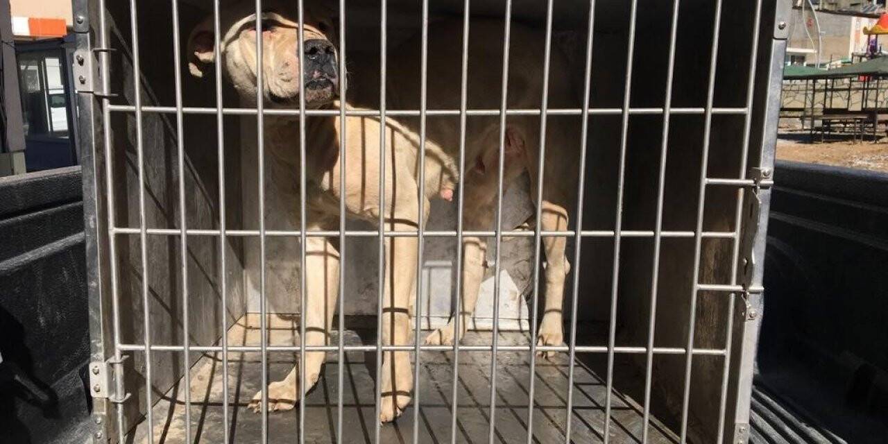 Çatak’ta sokakta başıboş dolaşan pitbull yakalandı