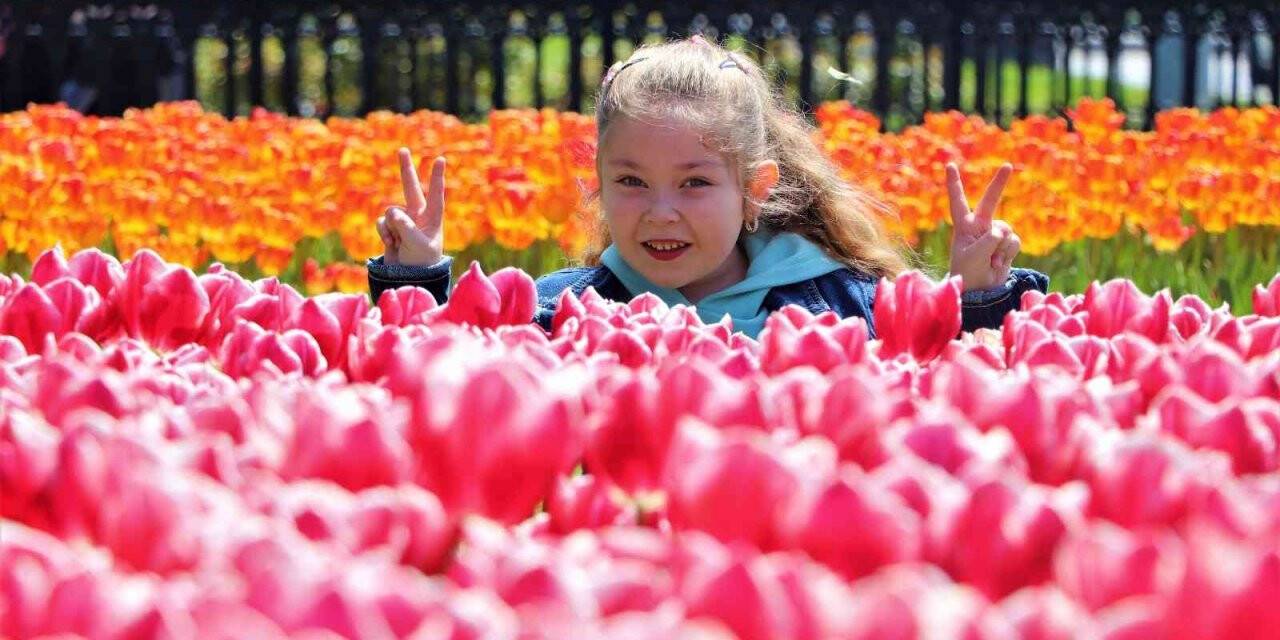 Samsun’da lale zamanı bu sene geç başladı