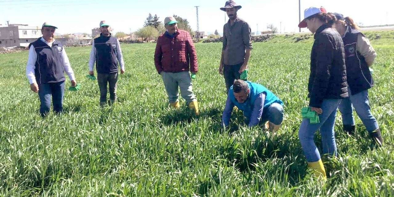 Araban Ovası’nda süne ile biyolojik mücadele başlatıldı