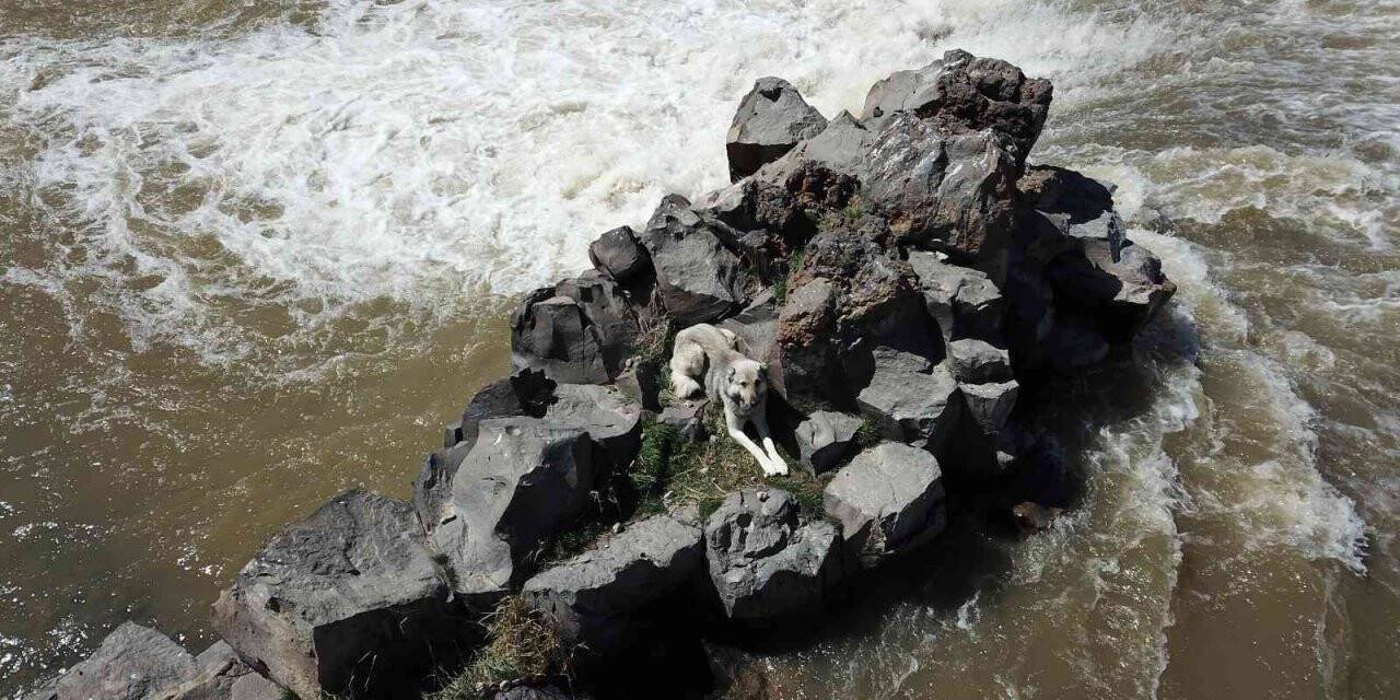 Derenin ortasında mahsur kalan köpek itfaiye ekipleri tarafından kurtarıldı