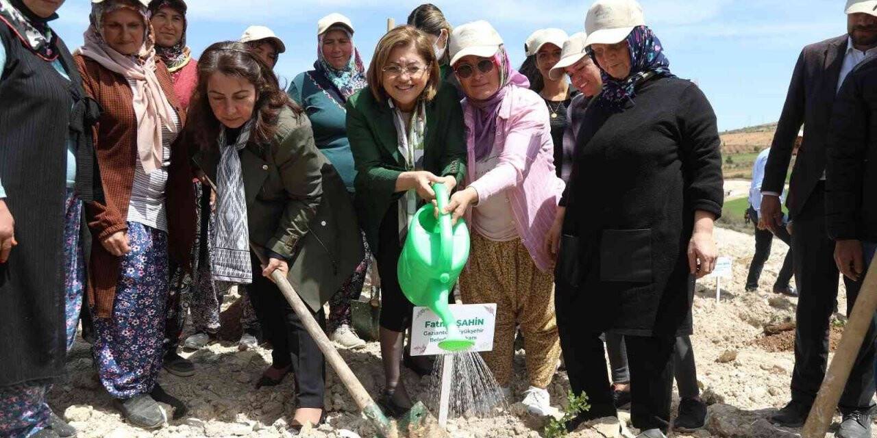 Büyükşehir, Tıbbi Ve Aromatik Bitkiler Ormanı kurdu