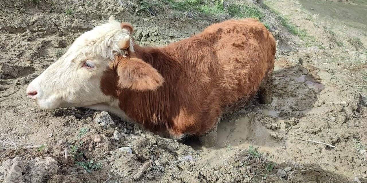 Çamura saplanan ineği vatandaşlar kurtardı