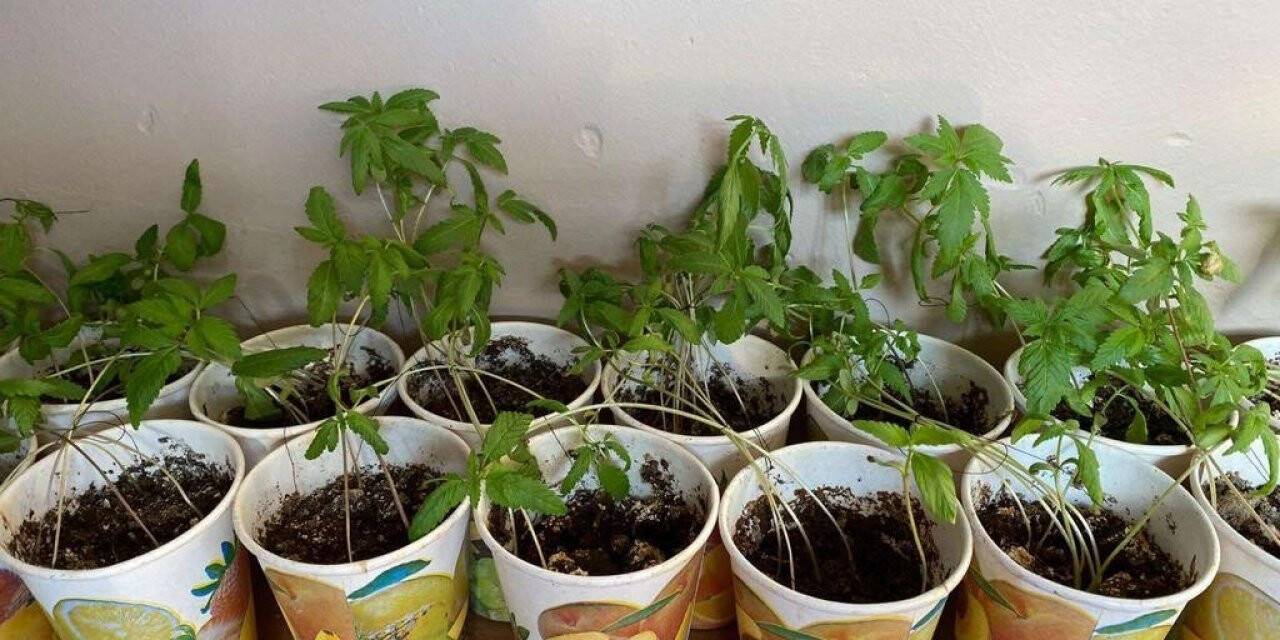 Evinde kenevir yetiştiren şahıs tutuklandı