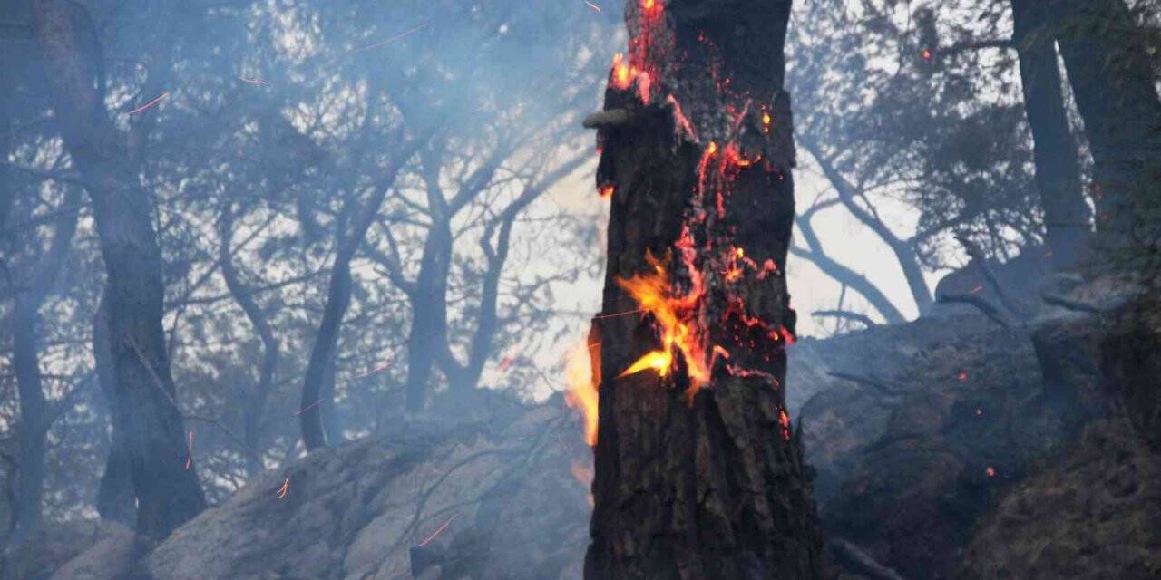 Bodrum’da orman yangını