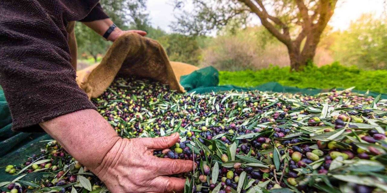 Sofralık zeytin ihracatı 100 bin tona koşuyor
