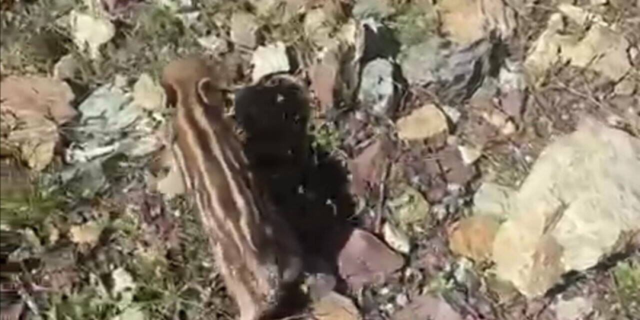 Elazığ’da baharla birlikte yaban domuzları da ortaya çıktı