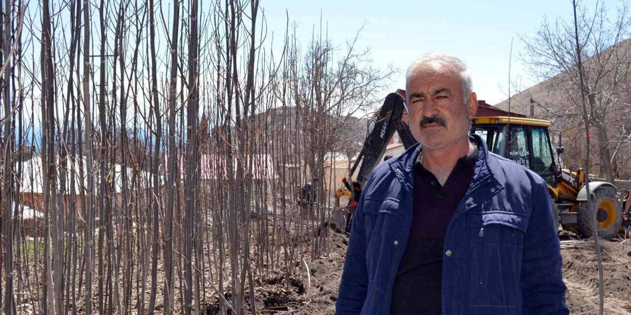 Adilcevaz ekonomisine ceviz fidanı katkısı