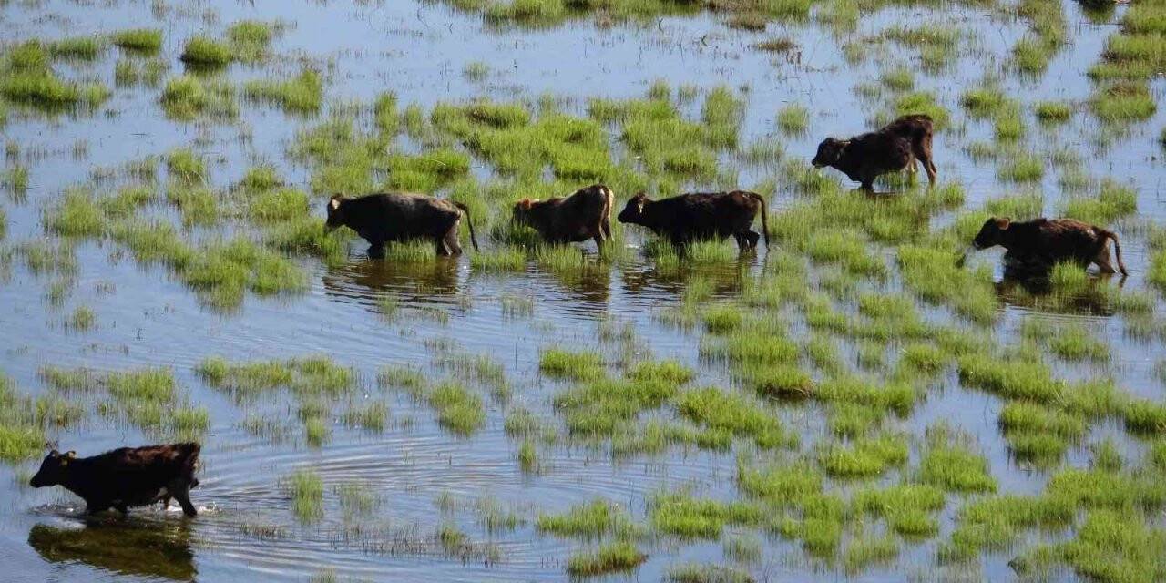 İneklerin Nehil Sazlığı’nda otlaması Afrika’yı aratmadı