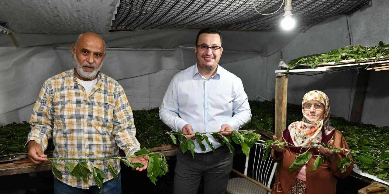 Bursa ipeği Mustafakemalpaşa’da kozalarından doğuyor