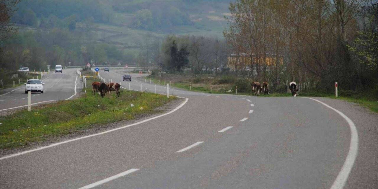 Boşta gezen büyükbaş hayvanlar kazaya davetiye çıkarıyor