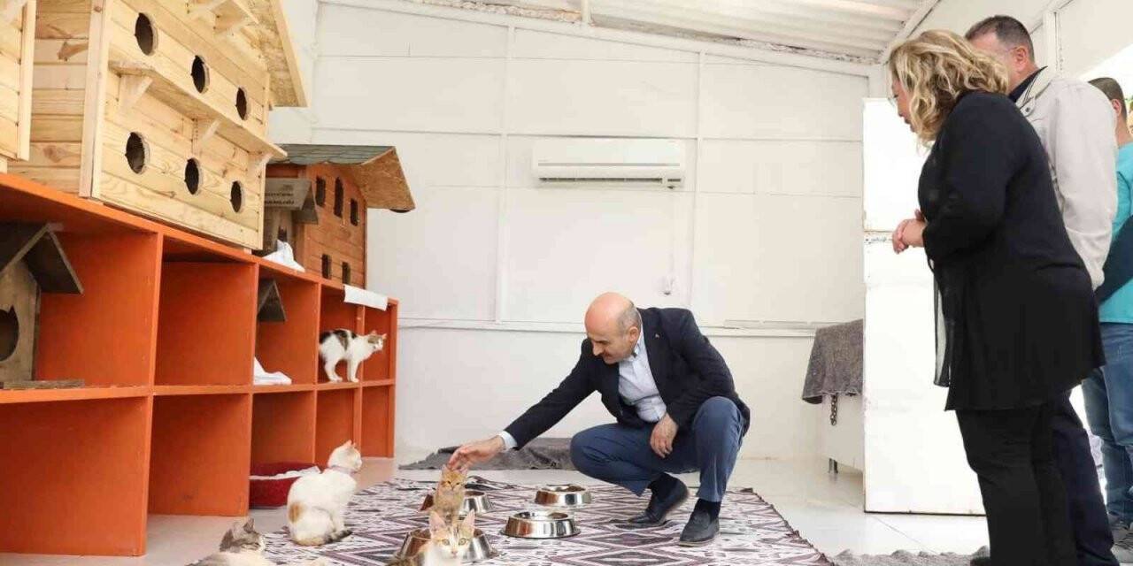 Mardin’de sokak hayvanları için doğal yaşam alanı