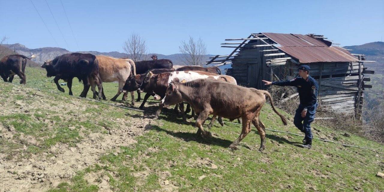 Kaybolan büyükbaş hayvanlarını jandarma ekipleri buldu