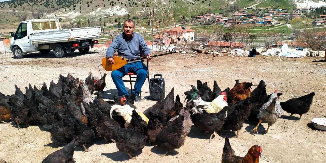 Tavuklarına her gün konser veriyor