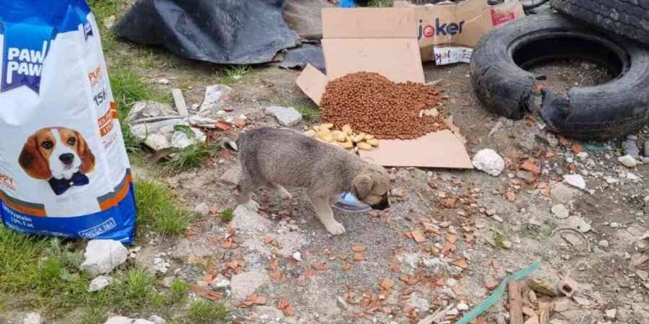 Çaycuma’da telef olan sokak hayvanları çöplüğe atıldı