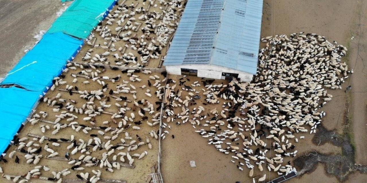 Erzincan’da 1 yılda 114 çiftçi devlet desteğiyle sürü sahibi oldu