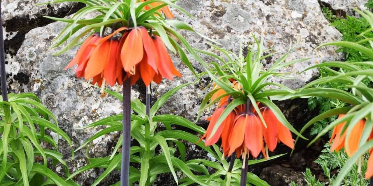 Bu çiçeği koparan, araba fiyatı kadar ceza ödüyor