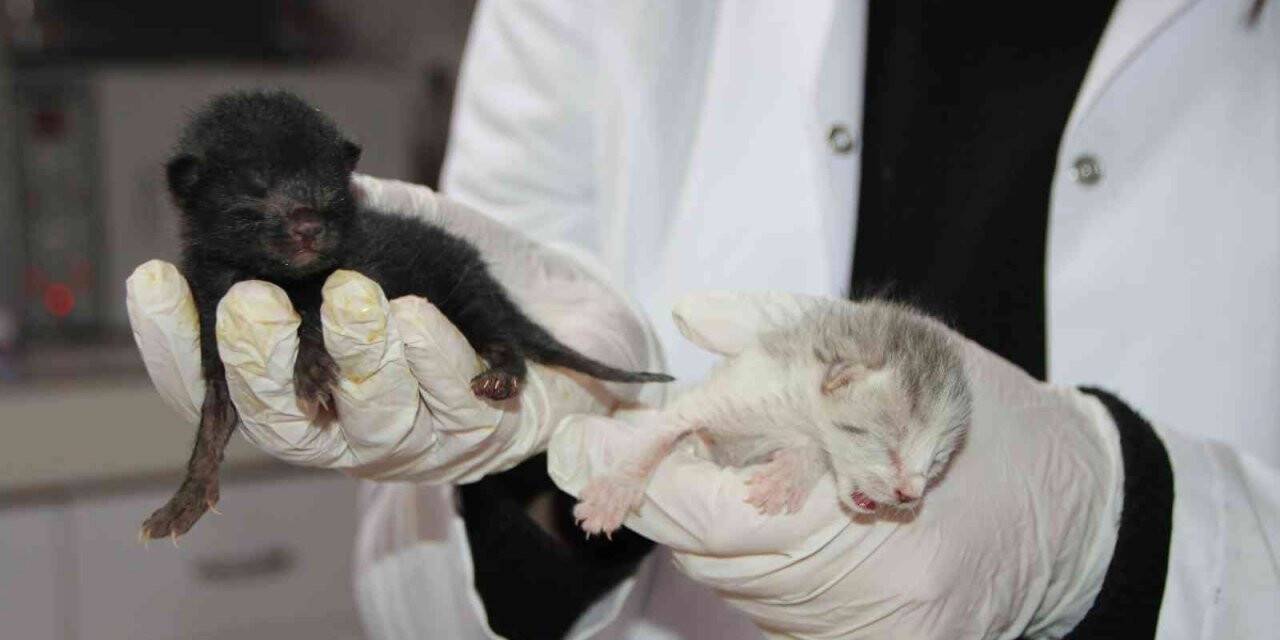 4 kedi birbirine kordon bağıyla yapışık doğdu