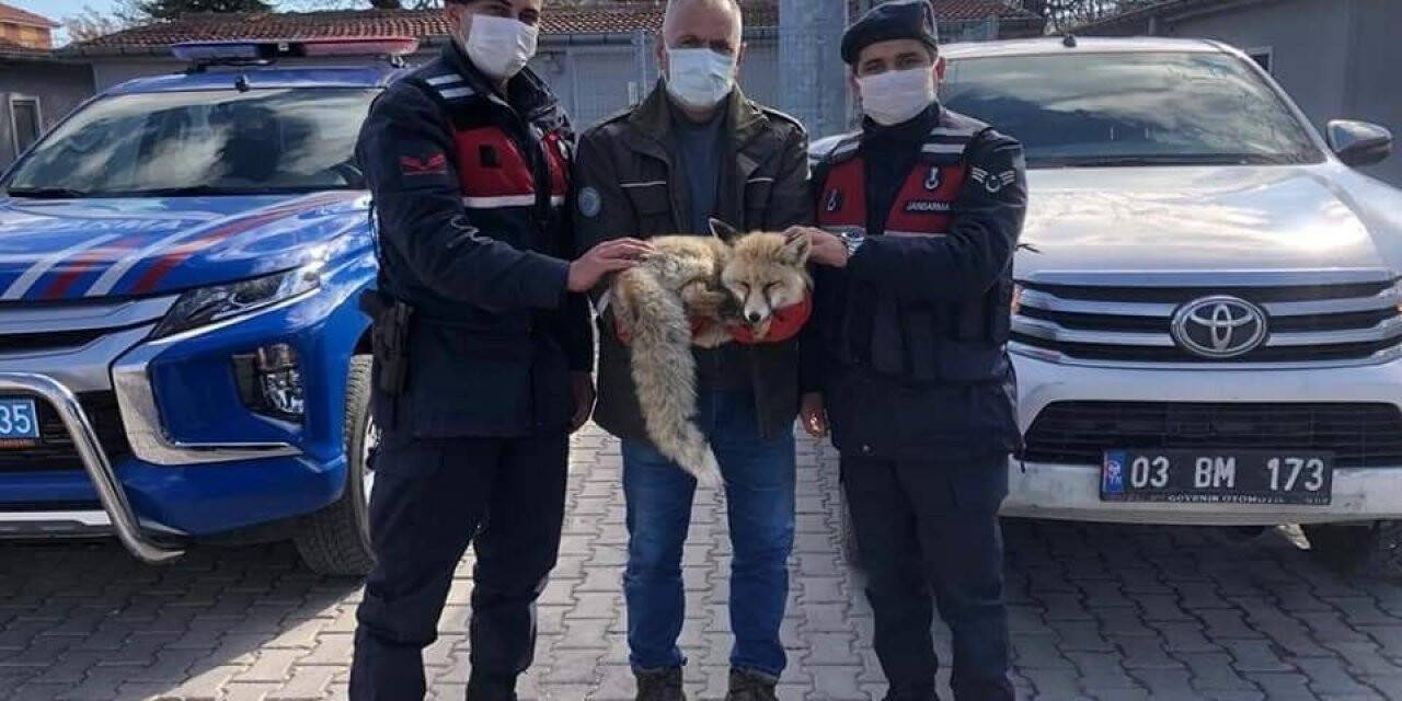 2021 yılının ilk 4 ayında 527 yaban hayvanı iyileştirildi