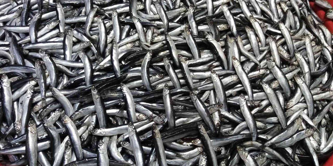 Balık avlama yasağı ile balıkhane amatör balıkçılara kaldı