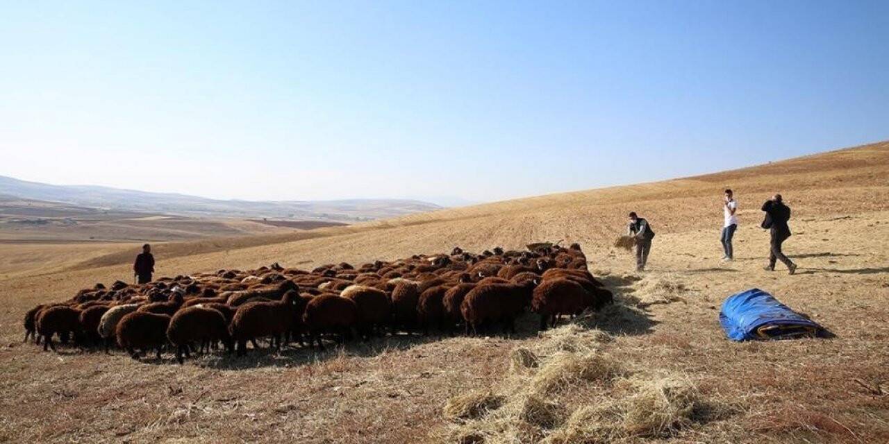 Bayburt’ta devlet desteğiyle koyun varlığı artıyor