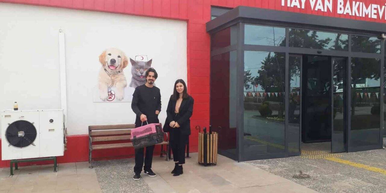 Doğum yapmakta zorlanan kediye sezaryen yapılıp sahiplendirildi