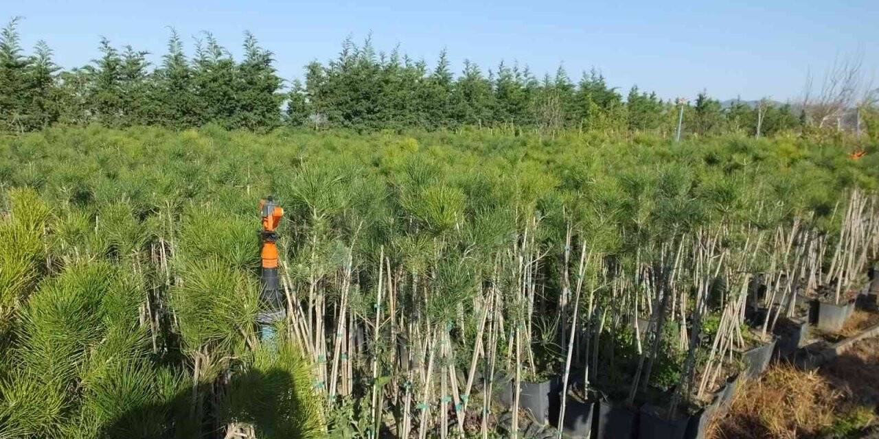 Burhaniye fıstıkçamı üretim merkezi haline geldi