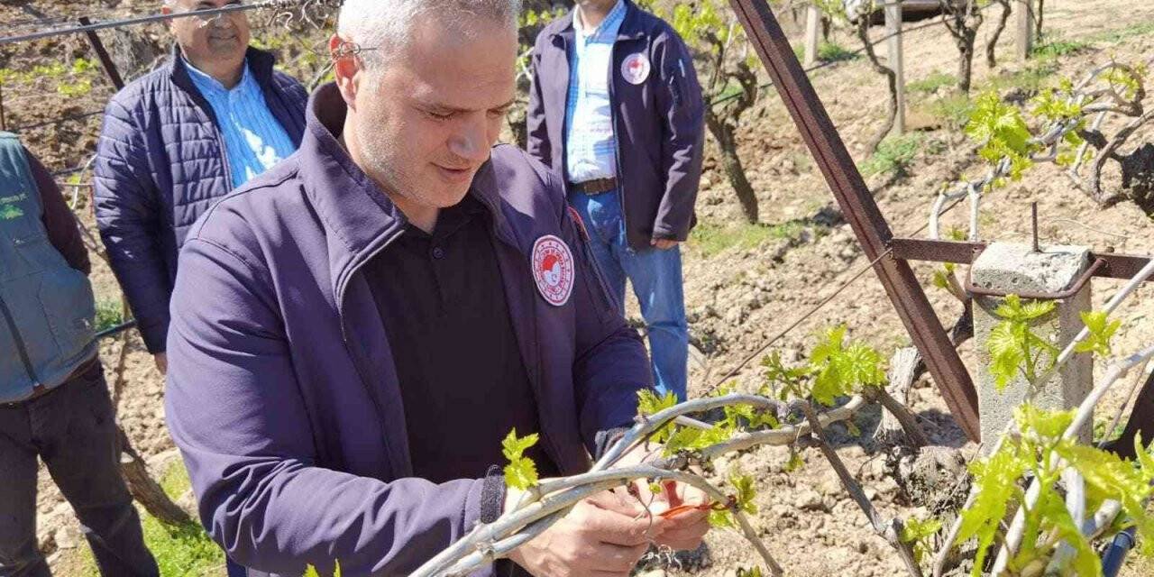 Manisa’da meyve ağaçlarına tuzaklı koruma