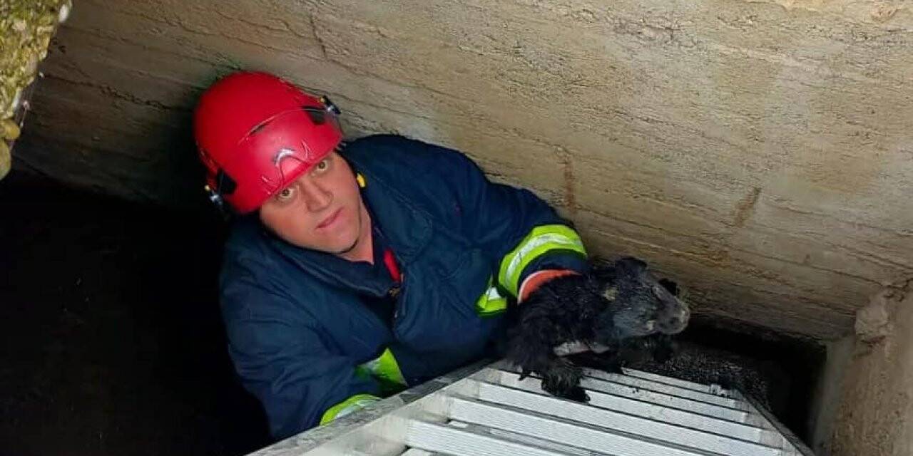 Yalova’da kuyuya düşen yavru köpeği itfaiye kurtardı