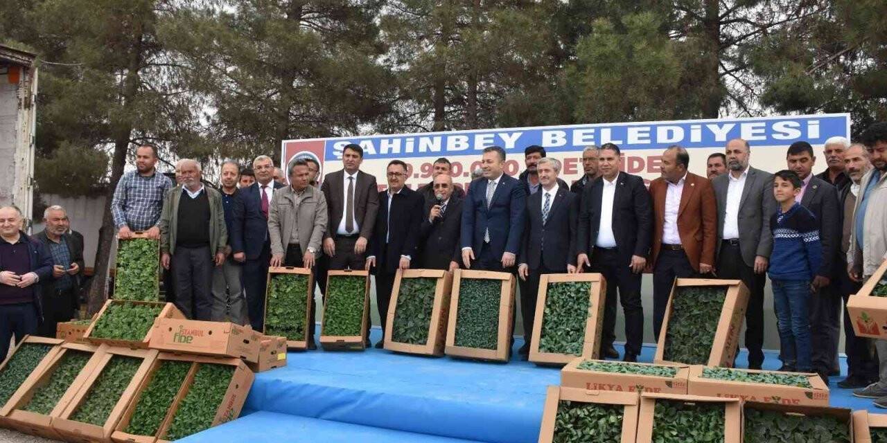 Çiftçilere milyonlarca fide dağıtıldı