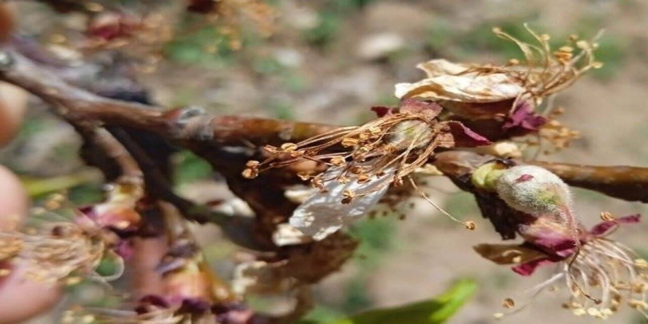 Kayısı bahçelerindeki ’’don’’ hasarı belli oluyor