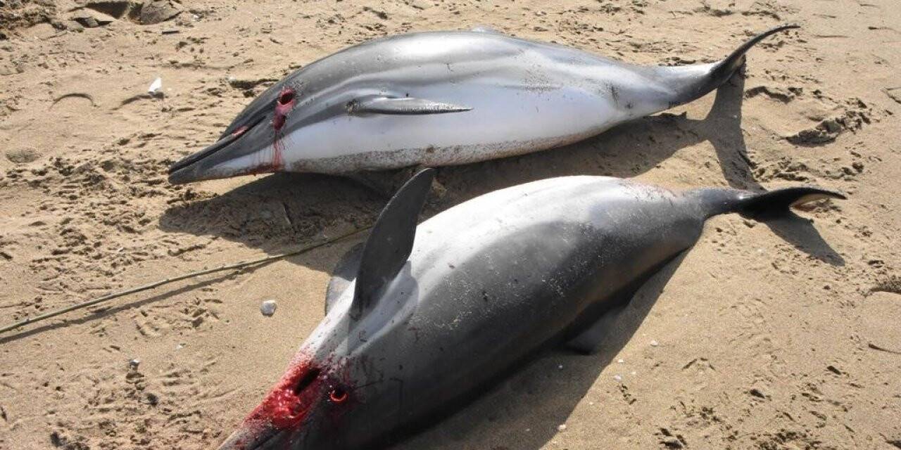 Sinop’ta 2 ölü yunus kıyaya vurdu