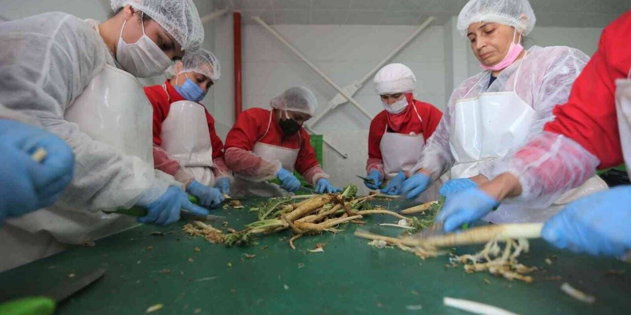 Efelerli kadınlar 7 ton şevketibostan işledi