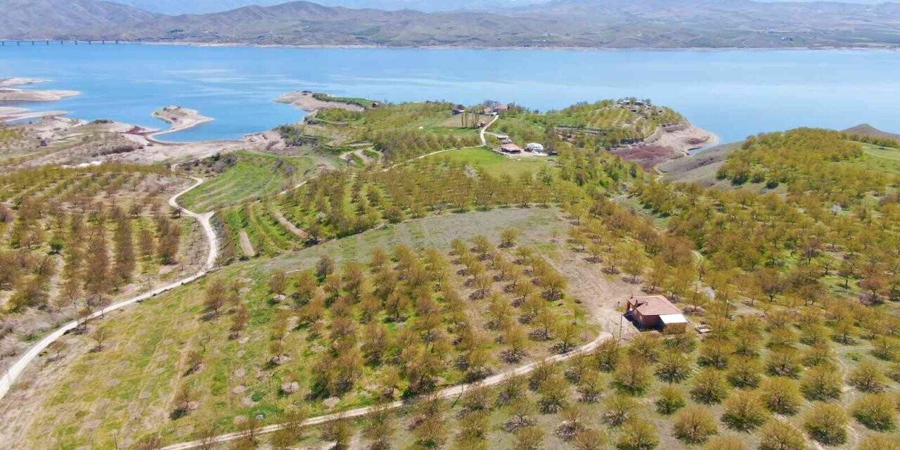 Kayısıyı don vurdu