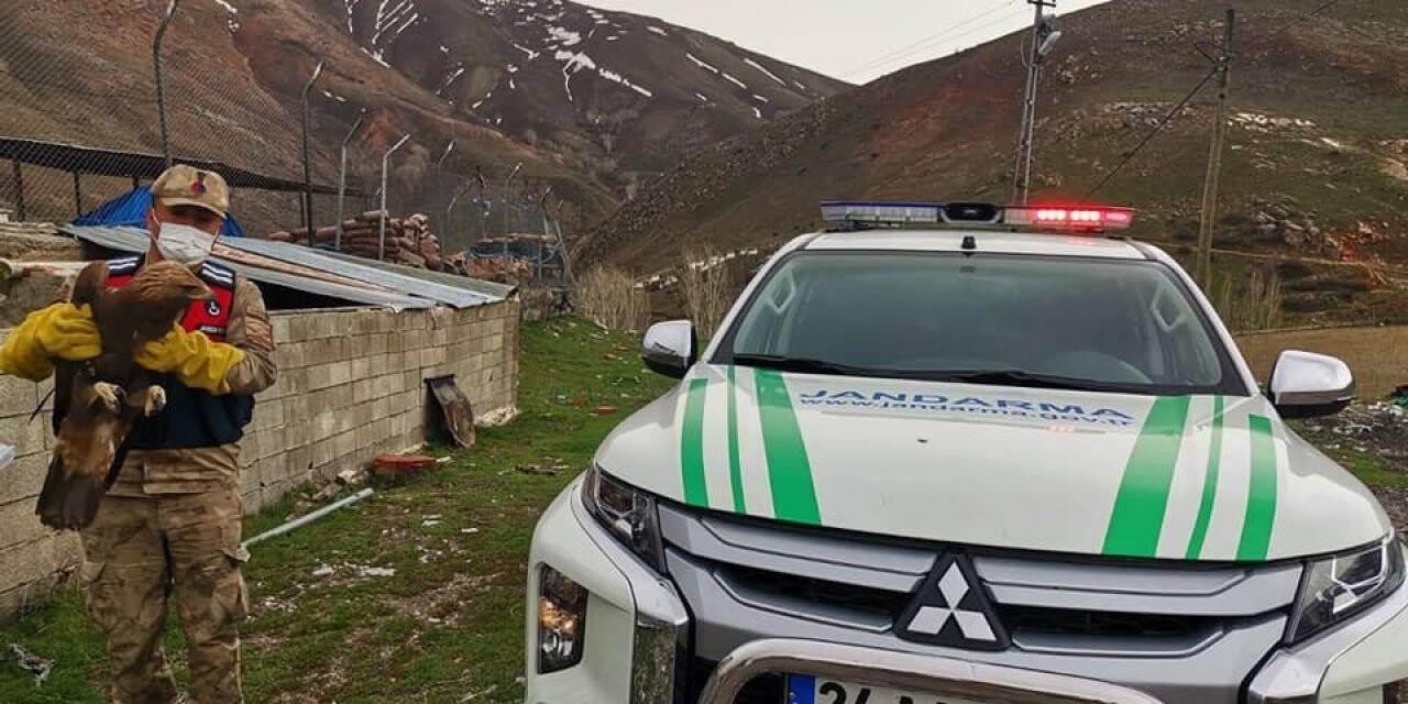 Erzincan’da yaralı halde Kaya Kartalı bulundu