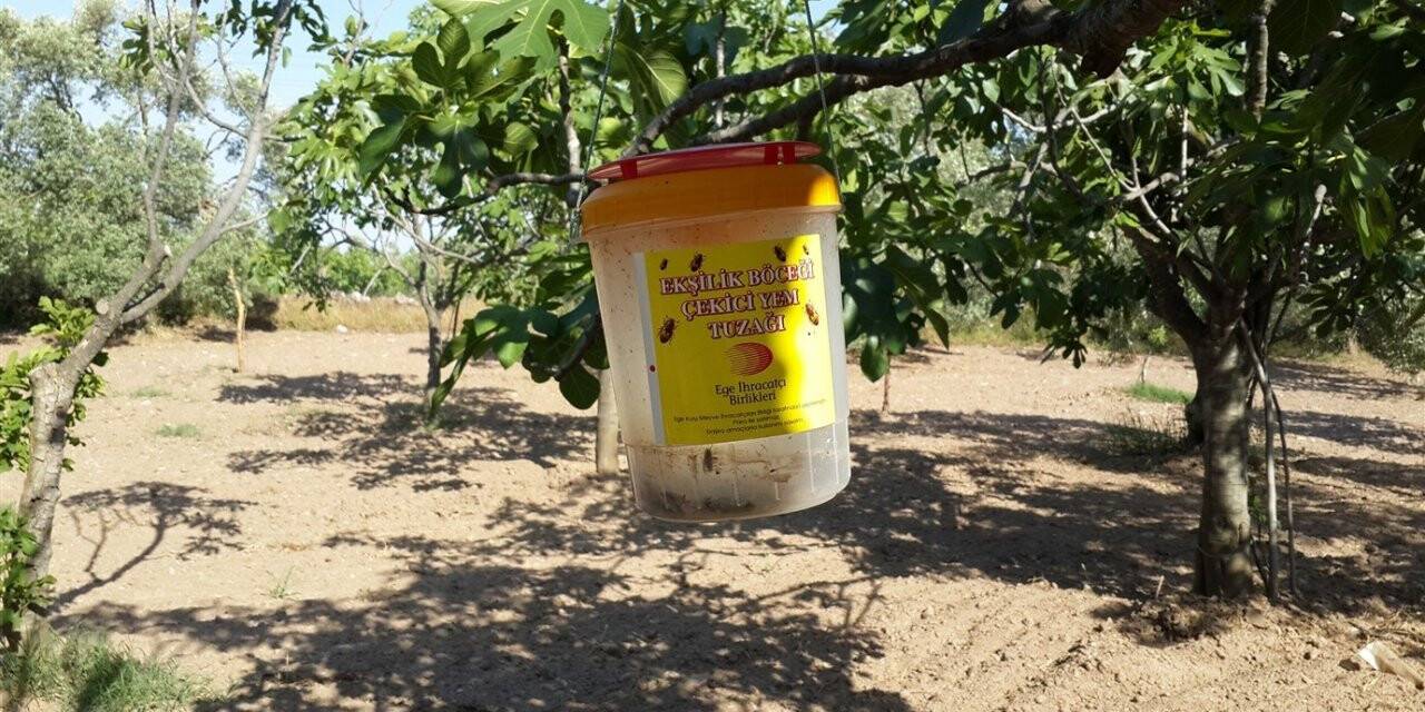 Ekşilik böceği zararlısına karşı üreticilere tuzak uyarısı