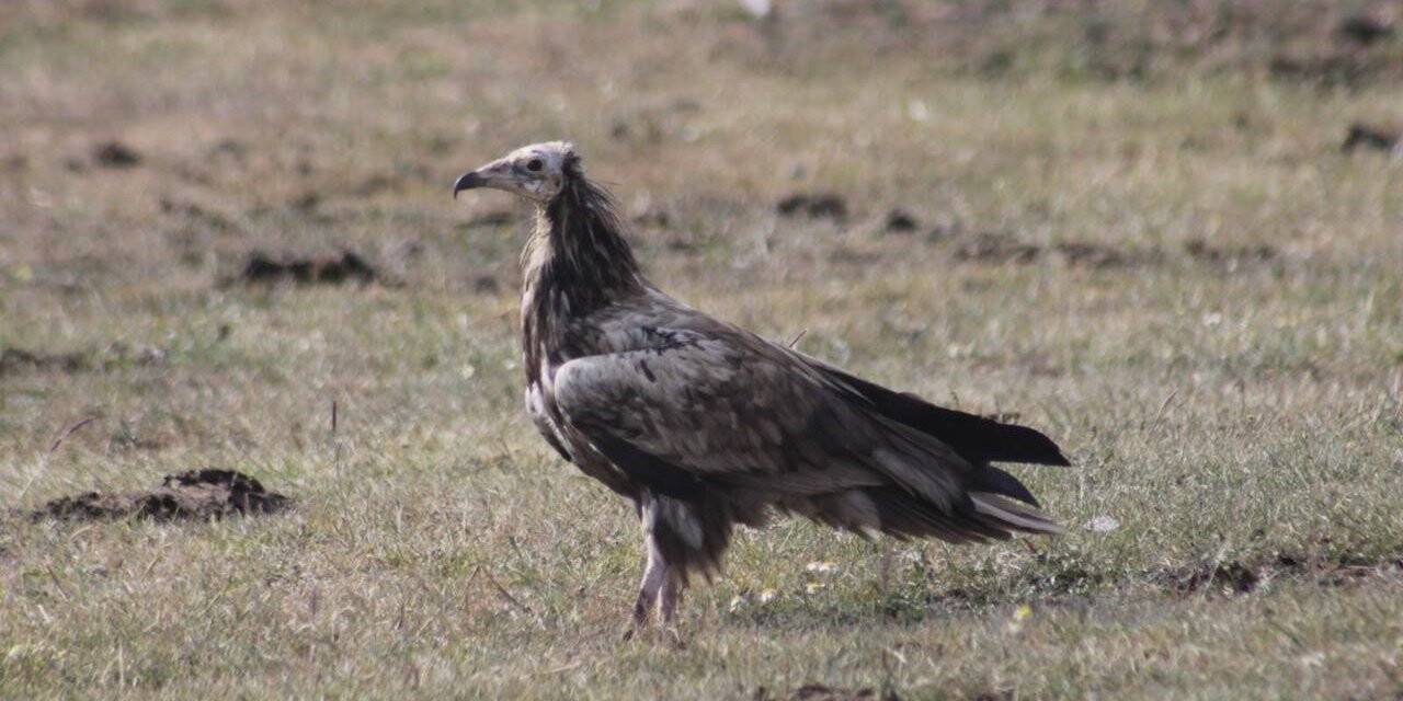 Mısır Akbabası Bayburt’ta yiyecek ararken görüldü