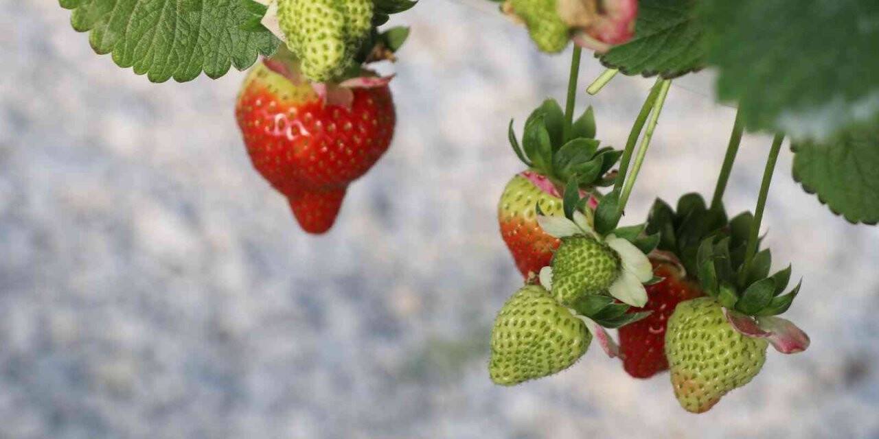 Sultanhisar’da yasaklı bitki koruma ürünleri imha edilecek