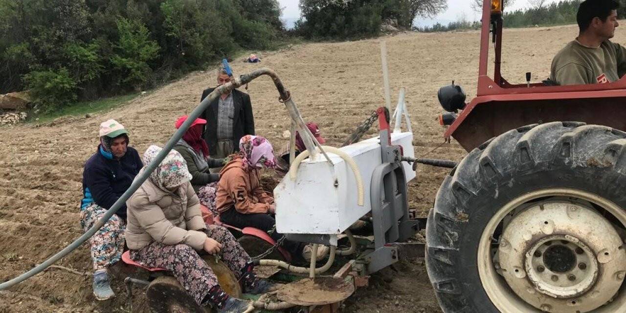 Denizli’de yılın ilk adaçayı fideleri toprakla buluştu