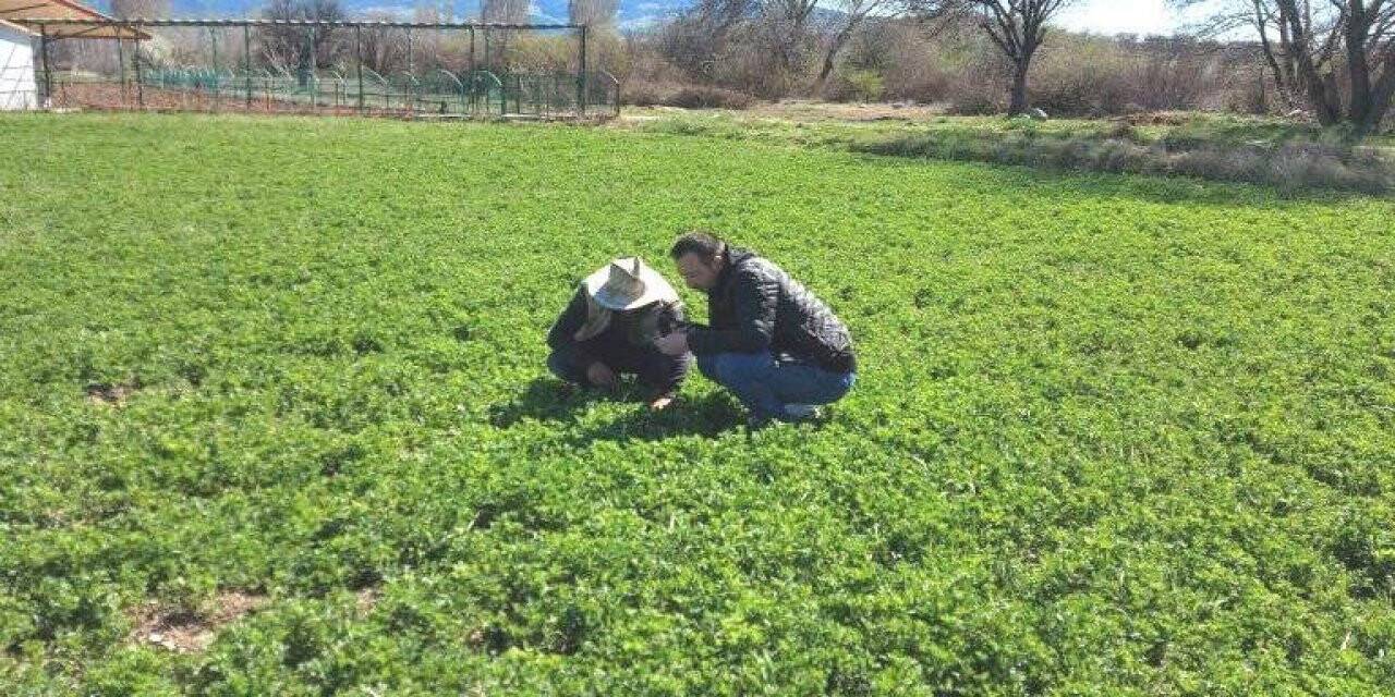 Gedizli üreticiler “Hortumlu Böcek” zararlısı ile mücadele hakkında bilgilendirildi