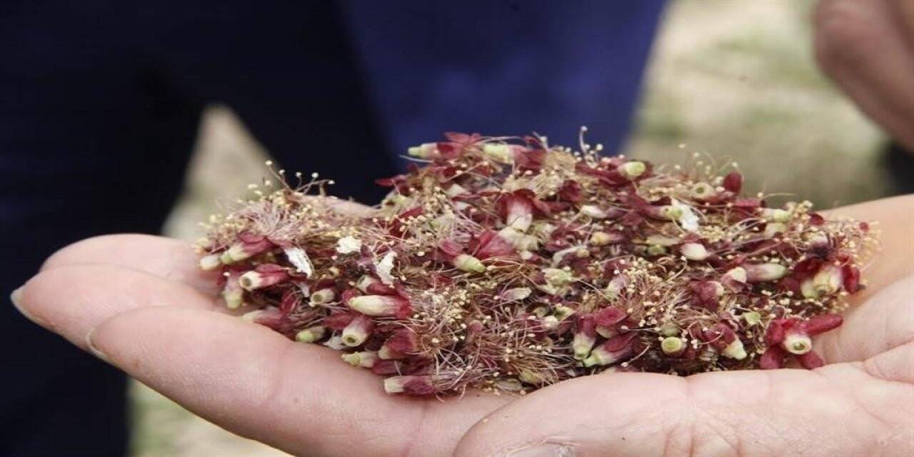 Kayısıda hasar tespiti ay sonunda tamamlanacak