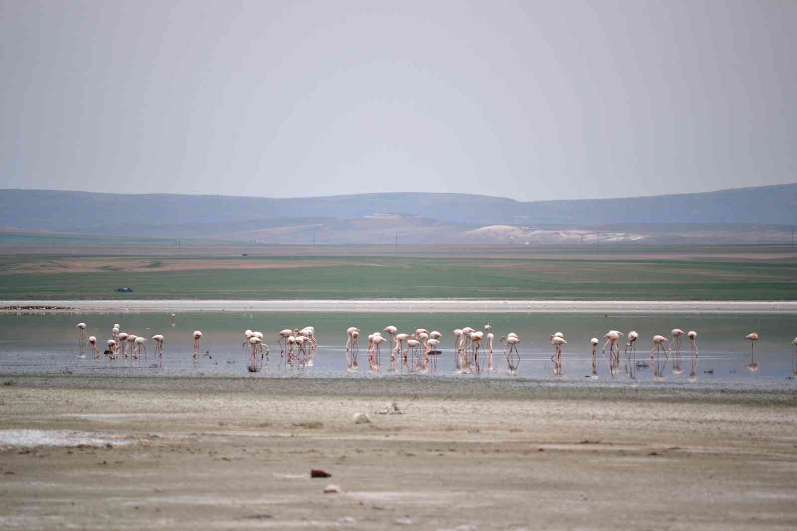 Düden Gölü’ne flamingolar gelmeye başladı