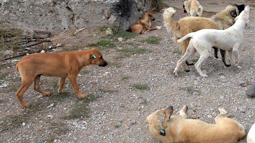 Adıyaman'da 9 sahipsiz köpeğin saldırısına uğrayan kişi yaralandı