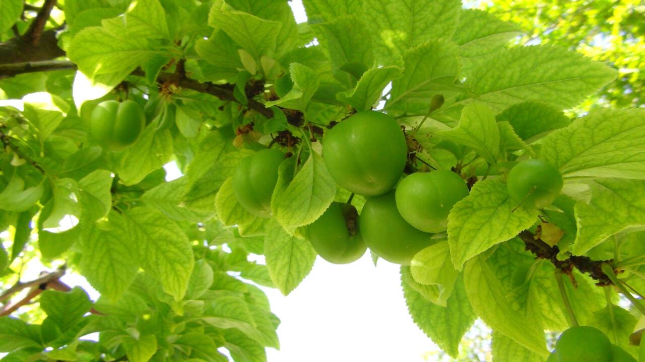 İlk çıktığında 500 liraydı şimdi kilosu 20 ila 50 lira arasında satılıyor