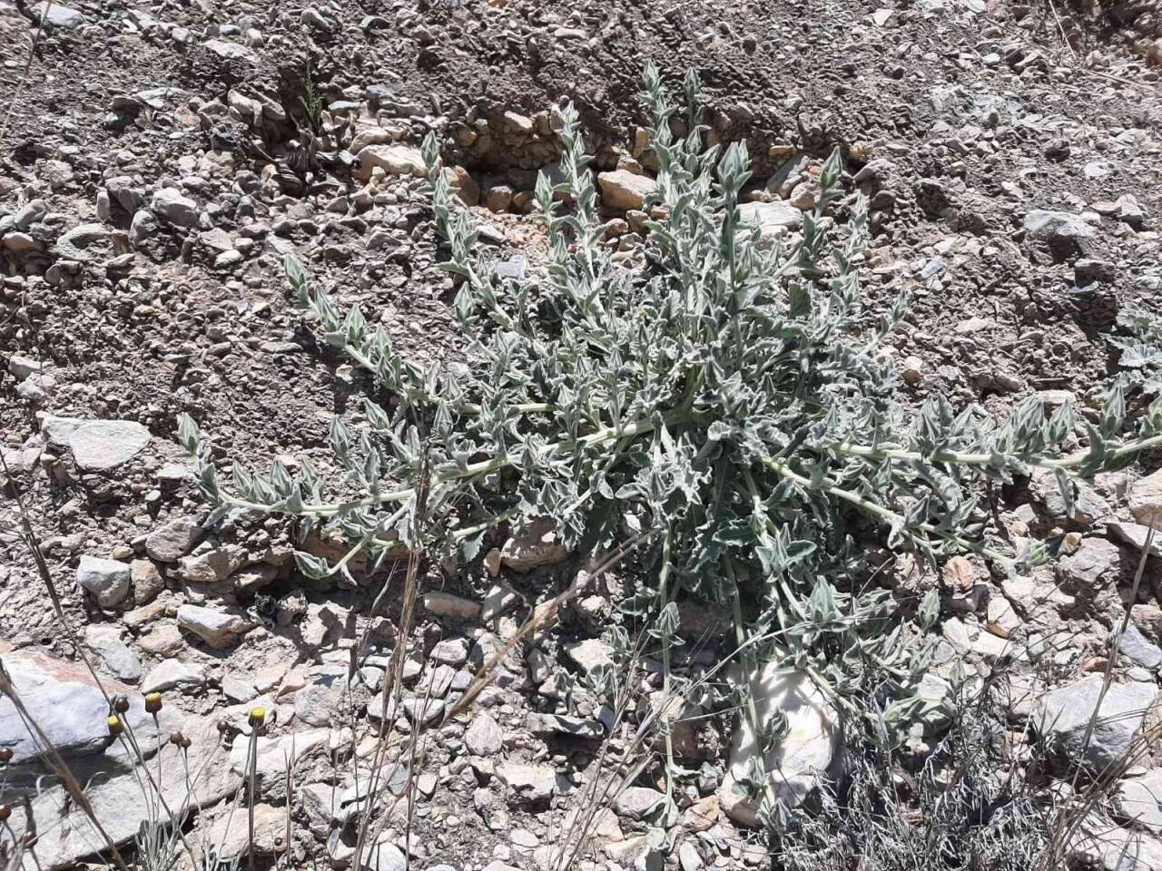 Tüylü çan çiçeğinin korunması için çalışmalar sürüyor